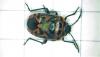 Eurydema ornata